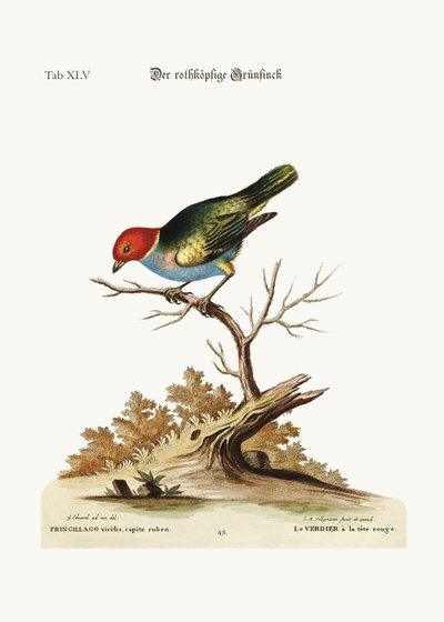 赤毛のグリーンフィンチ、1749-73 作： George Edwards
